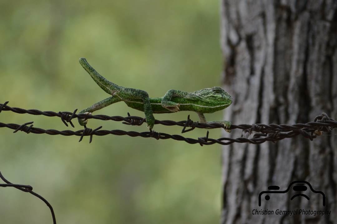 animal  chameleon  green_chameleon  green ... (Aïn El-Kharoubé, Mont-Liban, Lebanon)