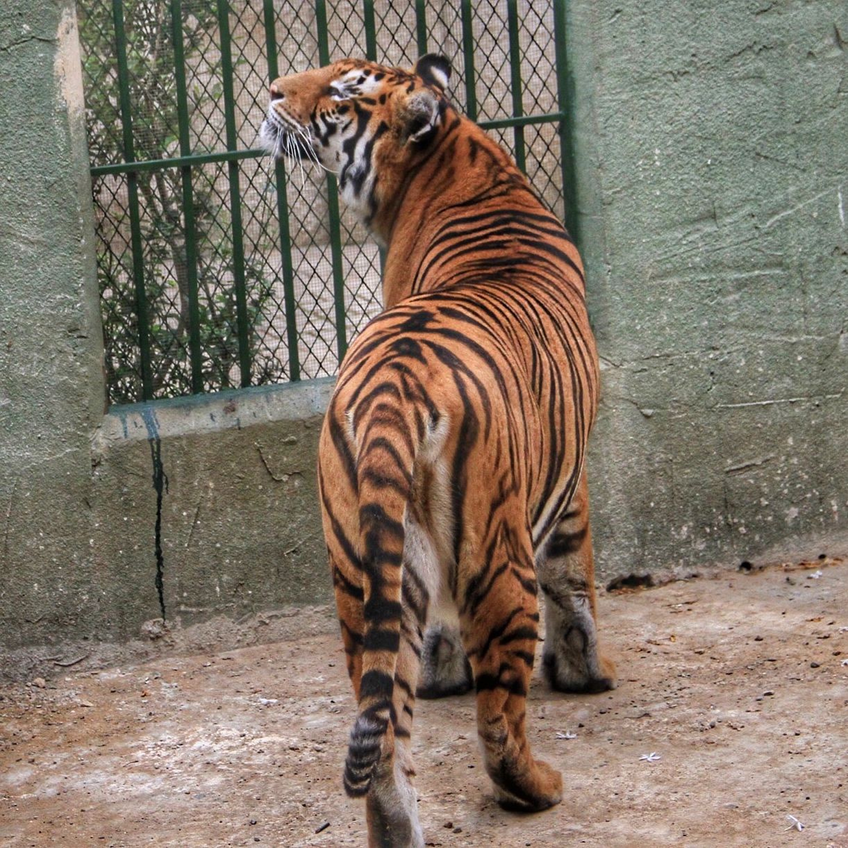 Animal City - Zekrit