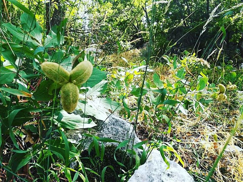 Another busy week ahead! JabalMoussa  unesco  biospherereserve  hike ...