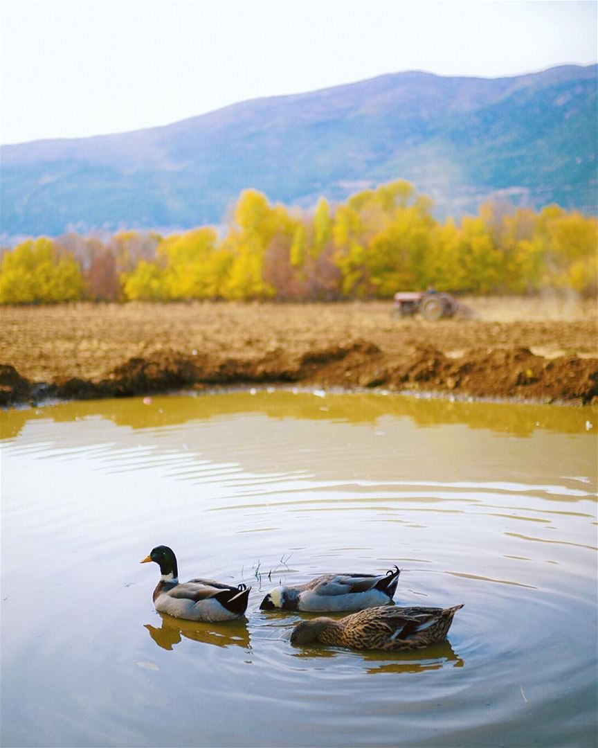 Another snorkeling day for these  ducks🦆👀 (Beqaa Valley)