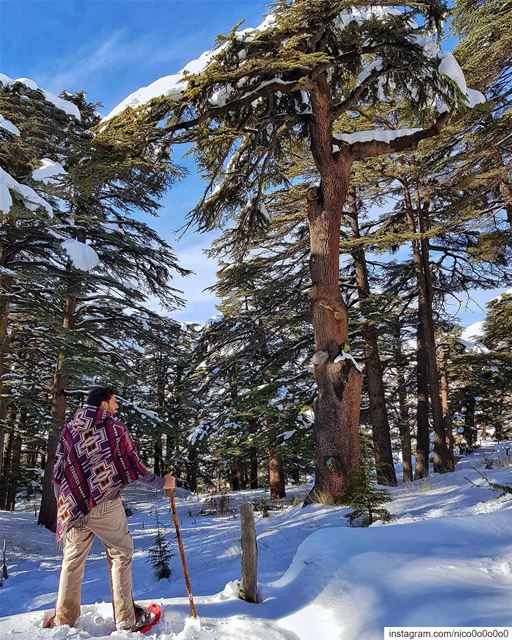 Another snowshoeing event this sunny weekend☃️☀️(read the full info below)... (Cedars of God)