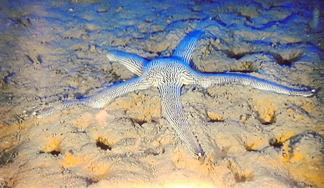 Another species of Sea Star found at deep Lebanese waters Lebanese  ...