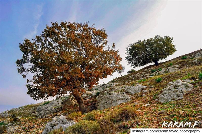  ansar  lebanon 🇱🇧  southlebanon  nature  colorful  colors  tree ... (Ansar, Lebanon)