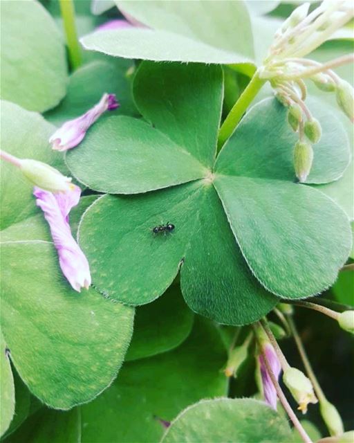  ant  roses  nature  youssefs نمل  زهور  طبيعة  يوسفيون (Aïn Zhalta, Mont-Liban, Lebanon)