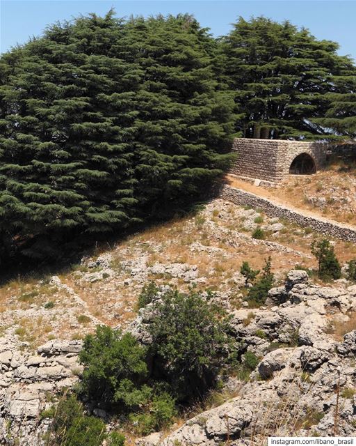 🇱🇧🇧🇷 Antiga igreja cercada por cedros, as mais célebres e imortais árvo (Jaj, Mont-Liban, Lebanon)