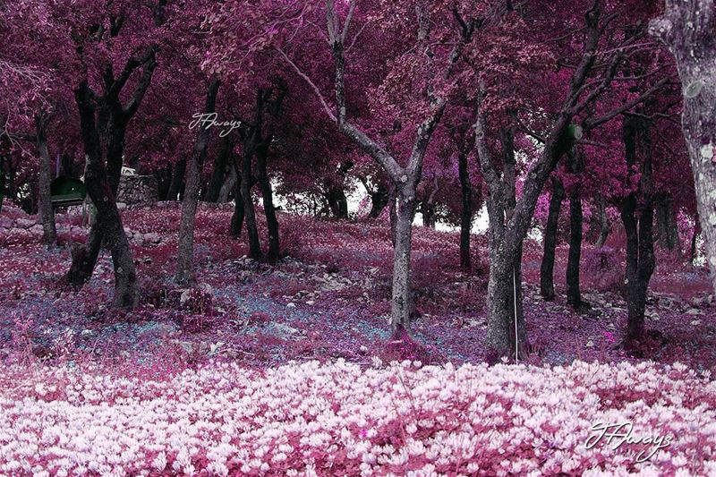 "Any patch of sunlight in a wood will show you something about the sun... (Annâya, Mont-Liban, Lebanon)