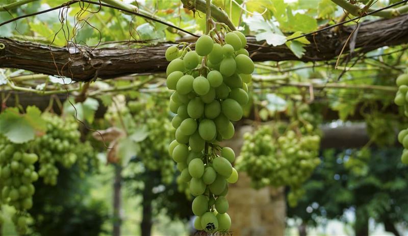 Anyone? 🍇• • •  chouf  shoufreserve  lebanon  beirut  livelovelebanon ...