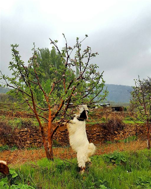 anyone hungry🌳🐐 akoura kingsland civilisationsland liveloveakoura...