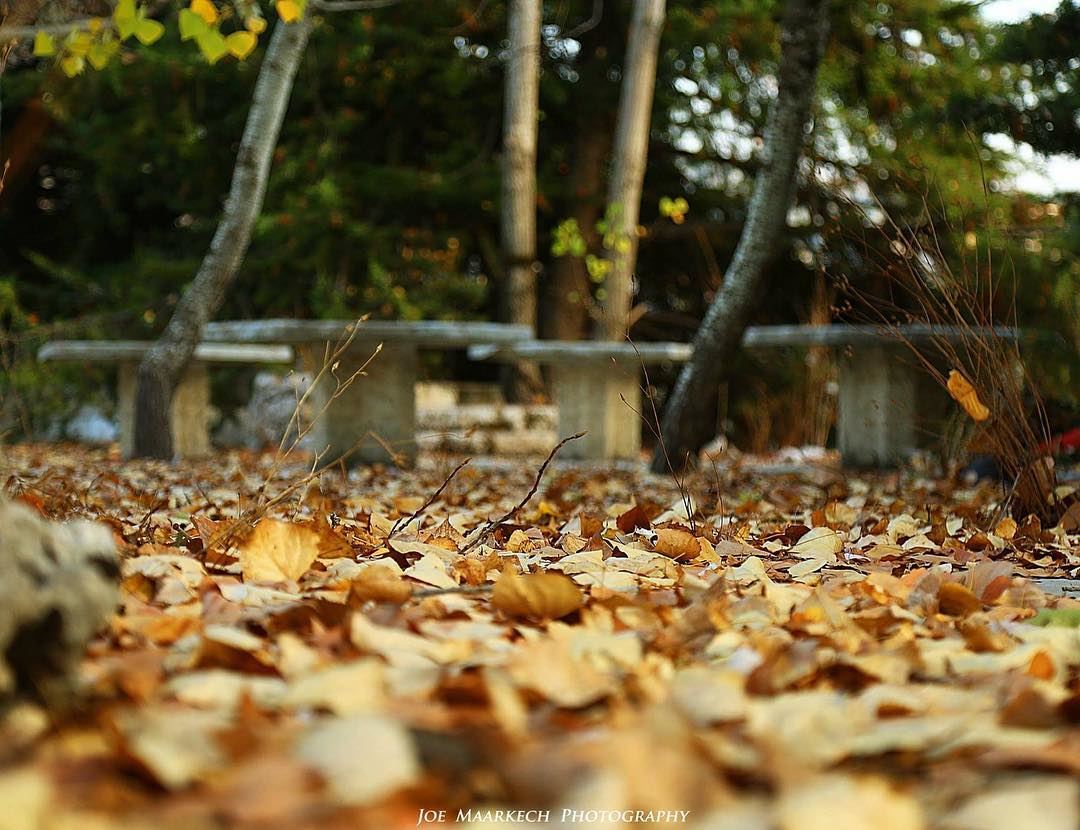 Anyone who thinks fallen leaves are dead, has never watched them dancing...
