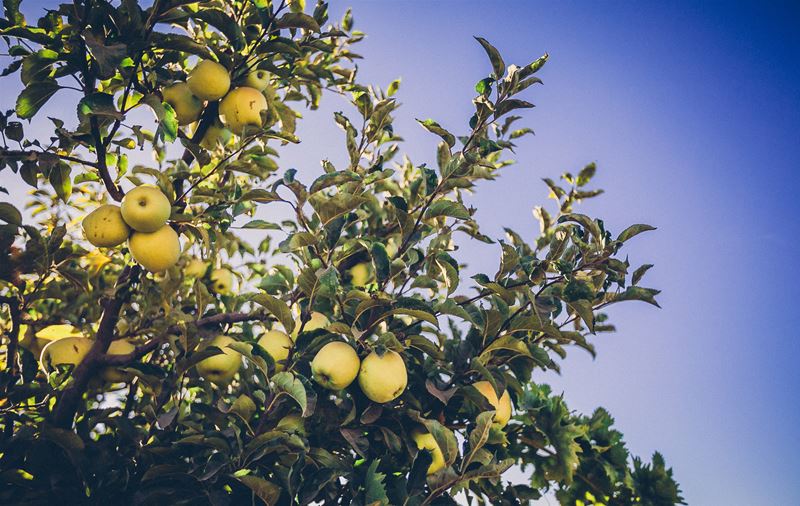Apple Plantation