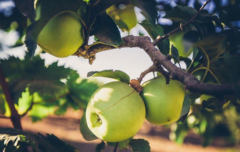 Apple Plantation