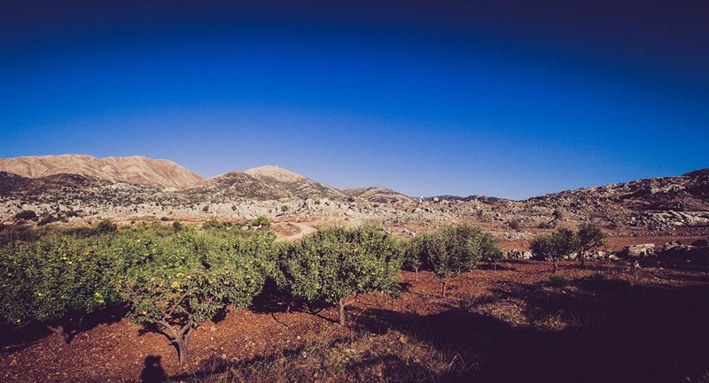 Apple Plantation