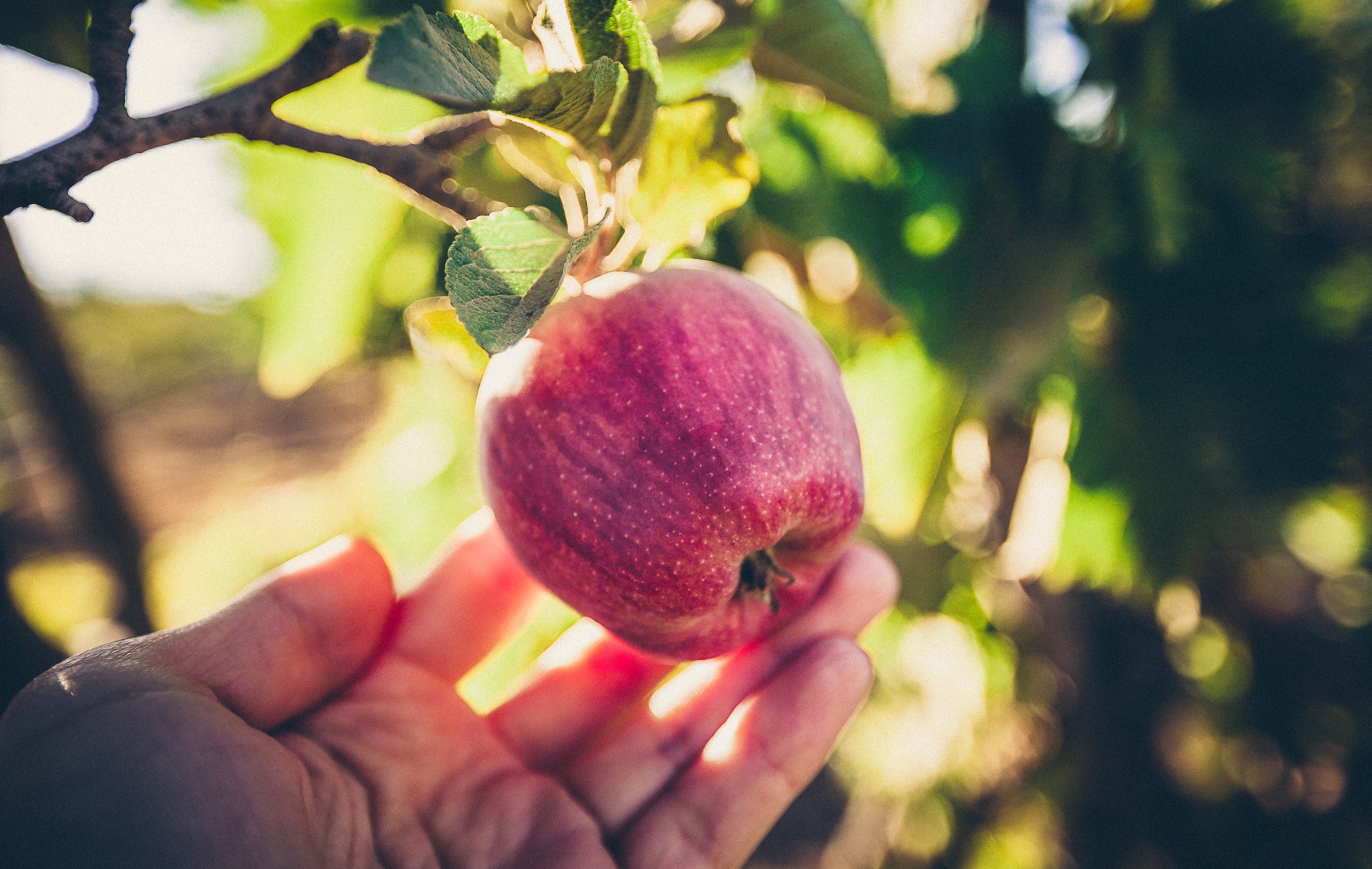 Apple Plantation