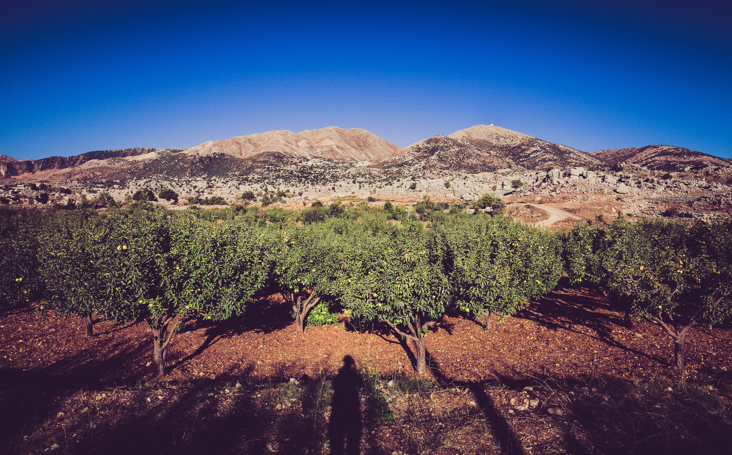 Apple Plantation
