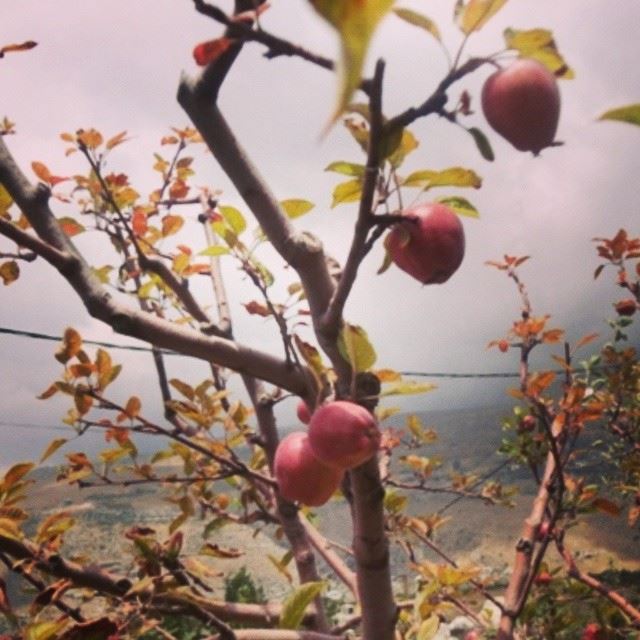 apple red apple trees nature fruit  tarchich