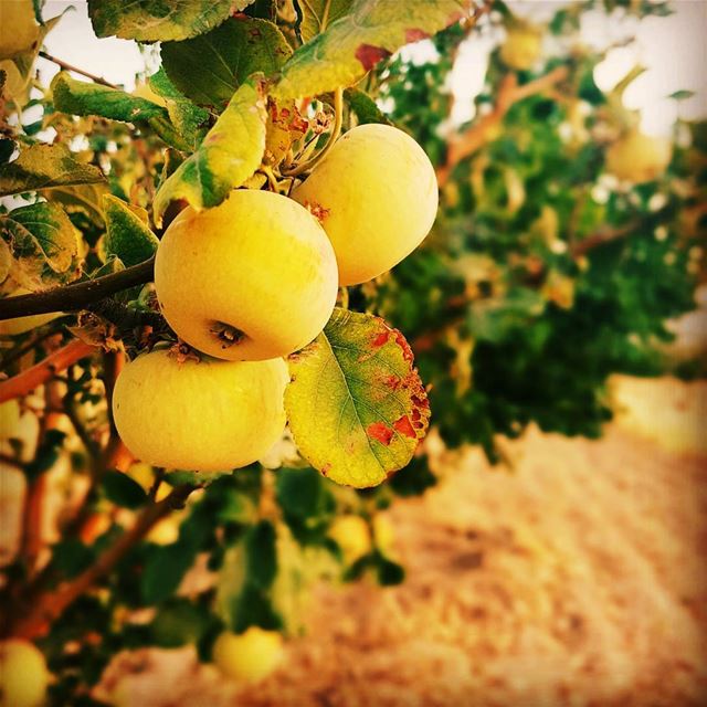  apples apple summer fruit lebanon bekaa brital trees nature sun...