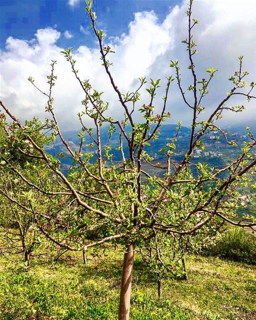 📷🇱🇧⛰🌿🍃🌿🍃⛰ 🇱🇧📷 April, 2017  nature naturephotography history... (Bcharré, Liban-Nord, Lebanon)