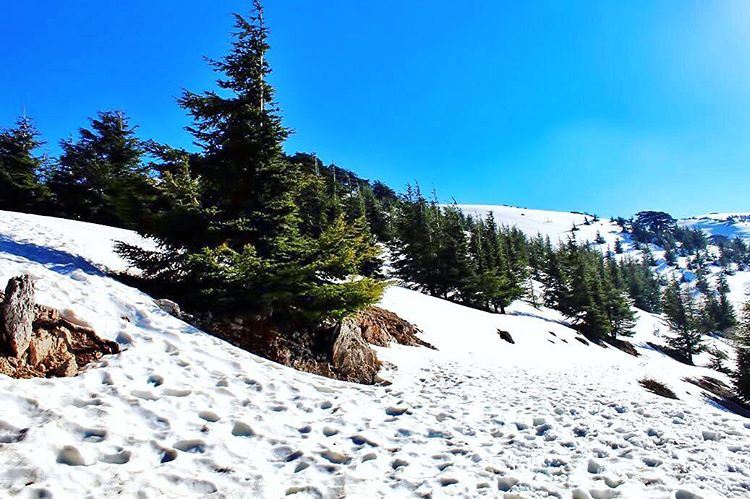 Are you ready for the storm?  lebanon  lebanon_hdr  ig_lebanon ... (Barouk Cedar Forest)