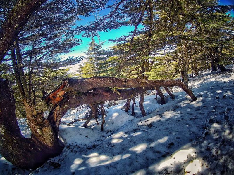 Art of  nature 🌲 trees  natureloversgallery  naturephotography ... (Bâroûk, Mont-Liban, Lebanon)