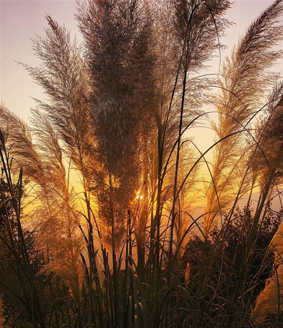 Art of Photography ❤ lebanon  nature  naturelovers  natureporn  landscape... (Lebanon)