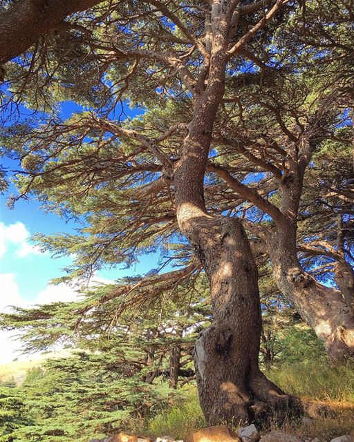 Arz al barouk  summer  hiking  green  iphone6splus  trees  cedar  workout ...