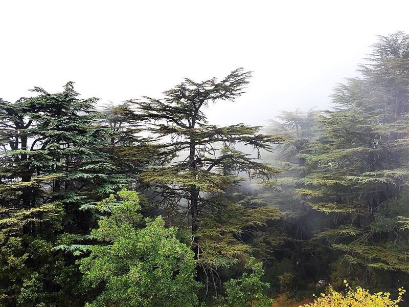 Arz Tannourine Fil Dabab..(Arz Tannourine)