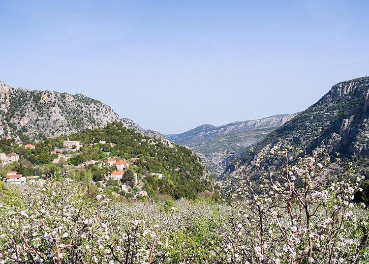  🇱🇧  🖼 (Arz Tannoûrîne)