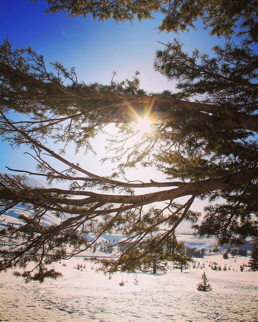 As a wise man aims higher levels, the view tempts the soul with more rush.... (Al Ariz. Cedars Of Lebanon)