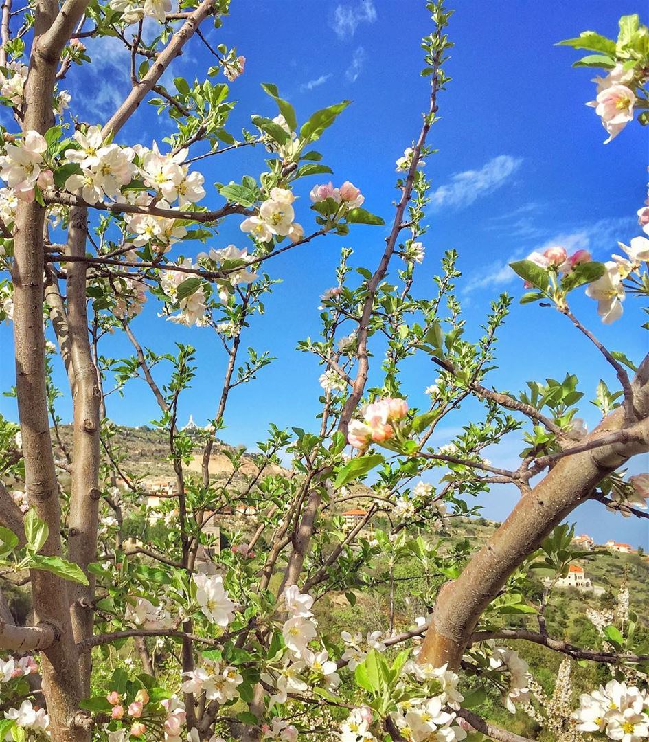 As this spring blossoms in this most hopeful day, I wish you all the... (Ehden, Lebanon)