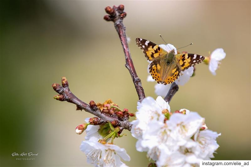 As those invaders fly all over the country, i had to “shoot” them 🦋 📷 ... (Beït Hbâq, Mont-Liban, Lebanon)