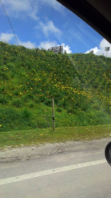 As We Drive By Yellow Lilies Wave & Smile