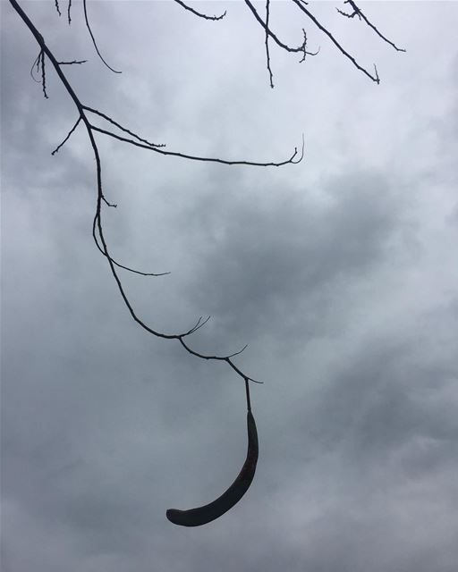 Au clair de la lune... tree lune blue sky clouds cloudy march rain spring...