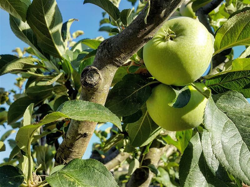 August apples and a green countryside 🍏 Happy weekend everyone 💚  Apple...