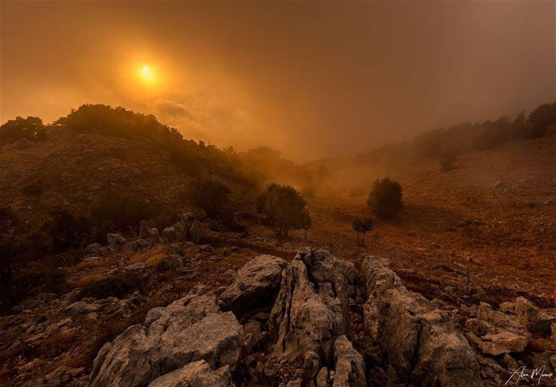  authentic  sunset  shoif  reserve  lebanon  sun  fog  clouds  foggy  tree...