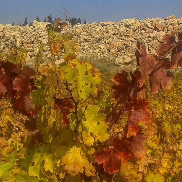 autum autumncolours vigne redleaves (Kefraya)