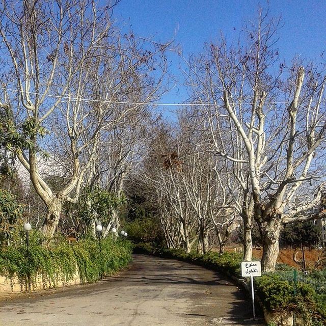 autum autumnstyle beautifulday bluesky nakedbranches automnechateauksara naturemorte deadlynature