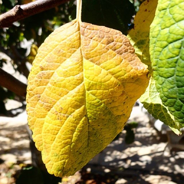 autumn automne yellow leaf nature