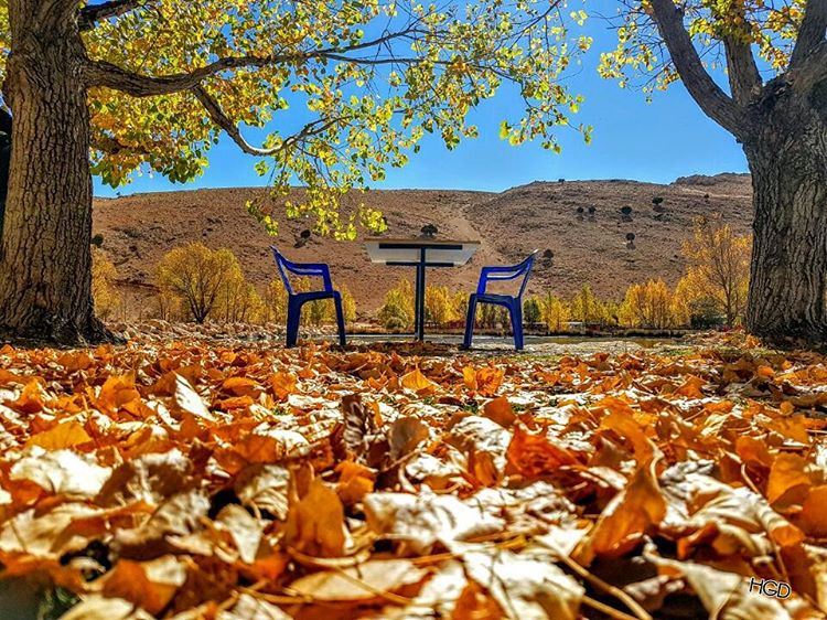  autumn  autumn🍁  yellowing  molt  migration  seating  free  silent ...