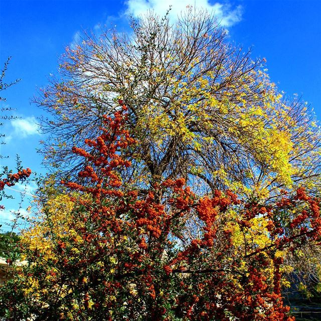  autumn  autumncolors  couleurdautomne  