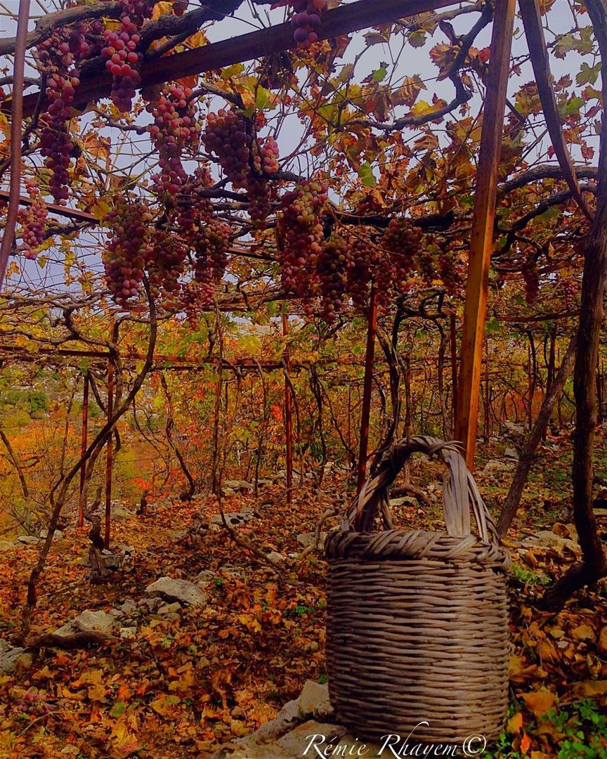 ~  autumn  autumnleaves  autumncolours 🍂🍇🍂🤠💆🏻~ (Jezzîne, Al Janub, Lebanon)