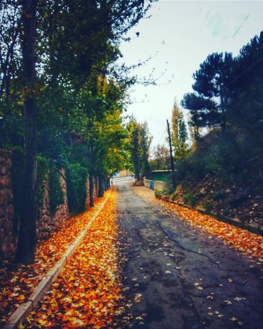  autumn  autumnleaves🍂  autumnleaves  trees  treescollection  rsa_trees ... (Ehden, Lebanon)