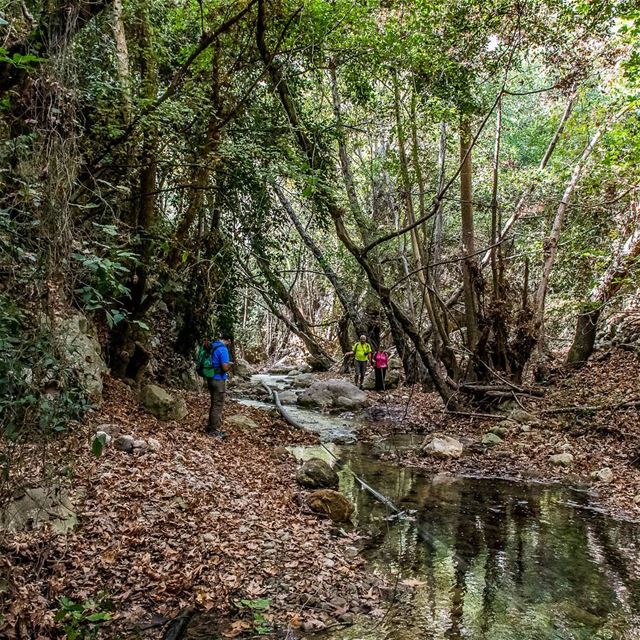 Autumn (Barti, Liban-Sud, Lebanon)