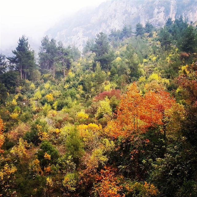 "Autumn carries more gold in its pocket than all the other seasons"🍁🍂🍃... (Ibri)