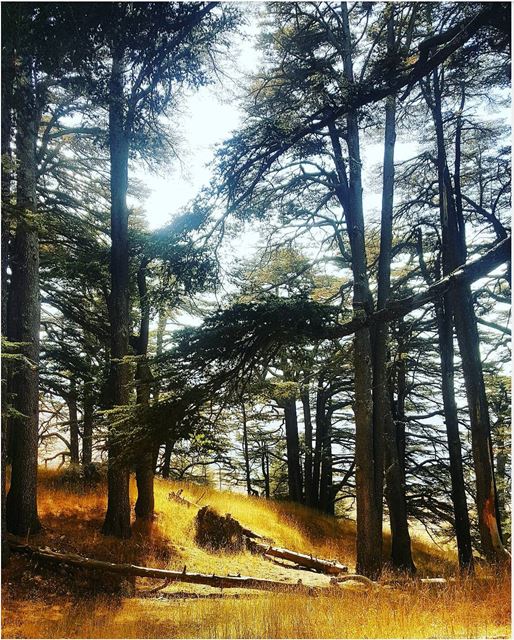 autumn cedars nature naturelover (Bcharreh, Liban-Nord, Lebanon)