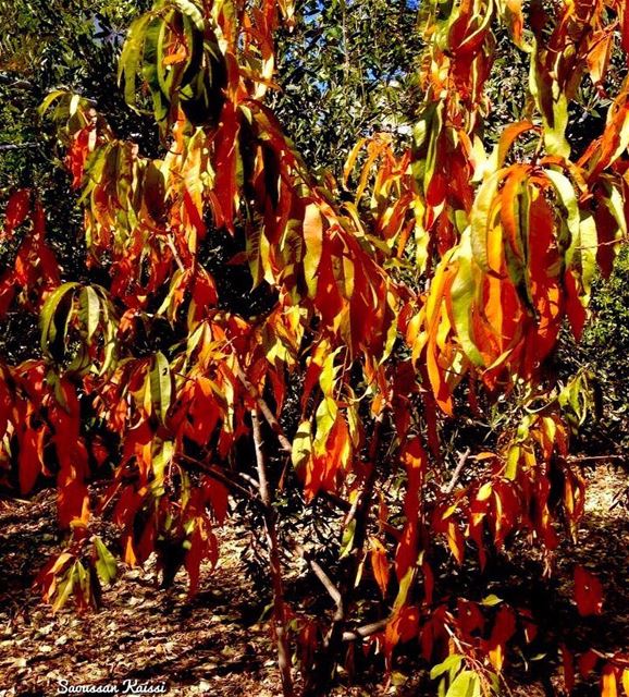  autumn🍁  colors  beautiful ...