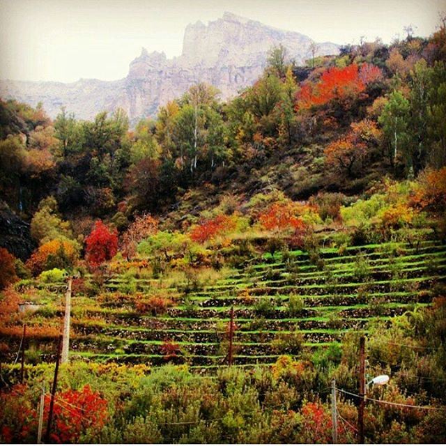 Autumn colors in Bcharre by @mooniro (Bcharré, Liban-Nord, Lebanon)