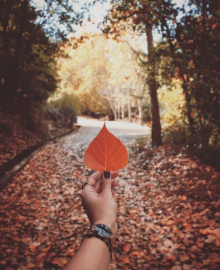 • Autumn Fall • 🍂 canoneos70d  autumn  leaf  leaves  time  season ... (Aïn Zebdé, Béqaa, Lebanon)