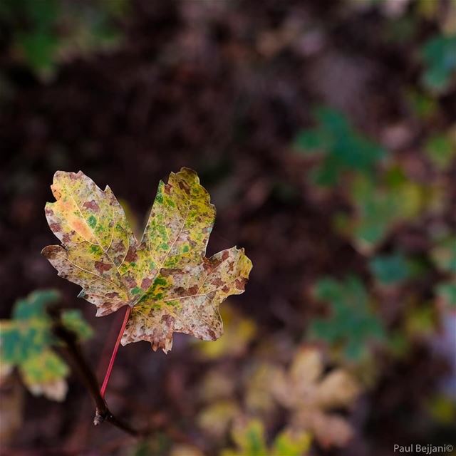  autumn🍁  fall  nature  colors  transformation  love  beautiful  october ...