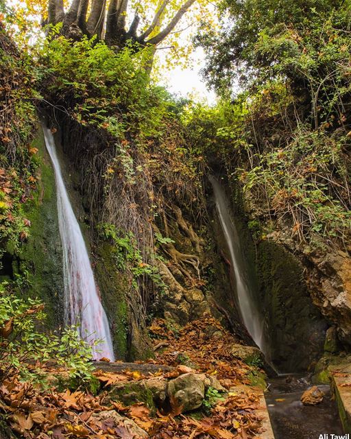 🍁 autumn  fall  nature  naturephotography  picoftheday  photoshoot ... (Aïn Zebdé, Béqaa, Lebanon)