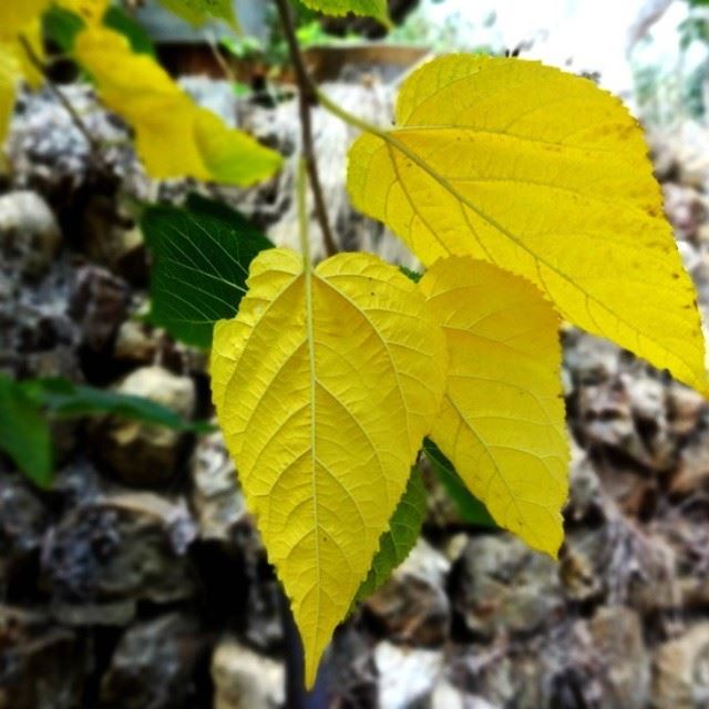  autumn  fall  season  colors  leaves  yellow  green  pics  photography ...